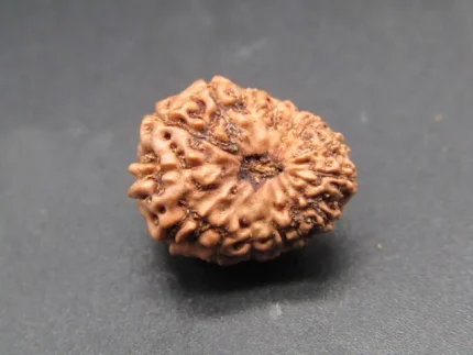 15 Mukhi Rudraksha