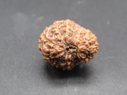 15 Mukhi Rudraksha