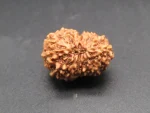 15 Mukhi Rudraksha