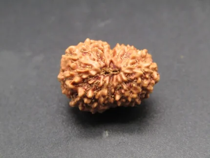 15 Mukhi Rudraksha