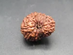 15 Mukhi lab Rudraksha