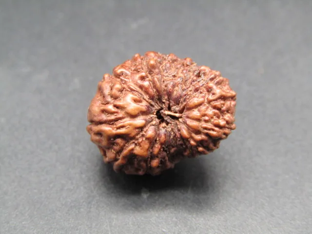 15 Mukhi lab Rudraksha