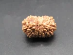 15 Mukhi Rudraksha