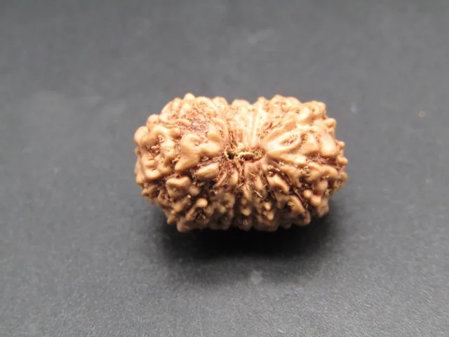 15 Mukhi Rudraksha