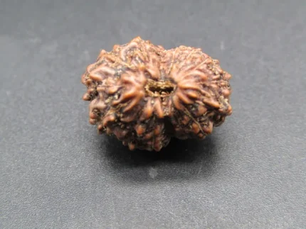 15 Mukhi Rudraksha