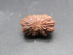 15 Mukhi Rudraksha