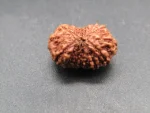 15 Mukhi Rudraksha