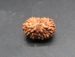 15 Mukhi Rudraksha