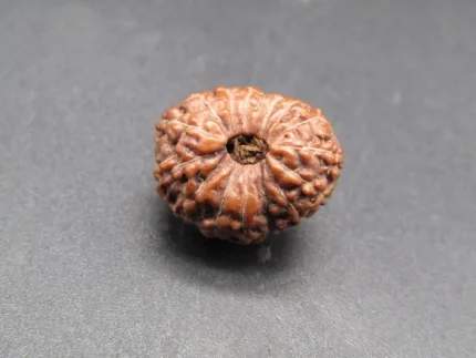 15 Mukhi Rudraksha