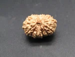 15 Mukhi Rudraksha