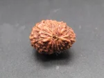 15 Mukhi Rudraksha