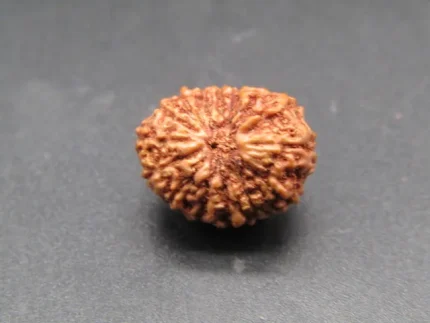15 Mukhi Rudraksha