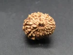 15 Mukhi Rudraksha