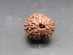 15 Mukhi Rudraksha