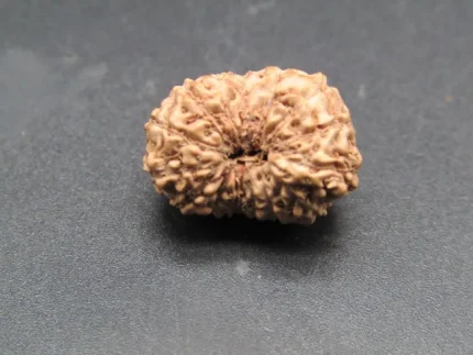 15 Mukhi Rudraksha