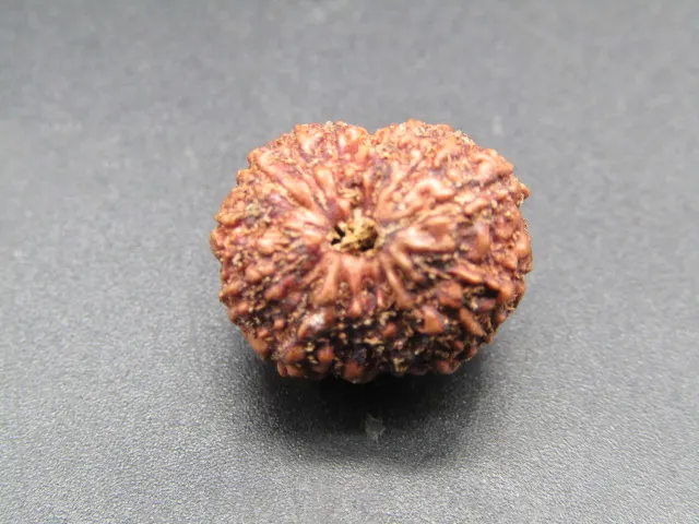15 Mukhi Rudraksha