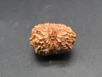 15 Mukhi Rudraksha