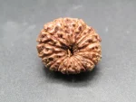15 Mukhi Rudraksha