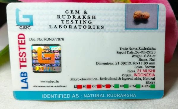 21 Mukhi Certificate