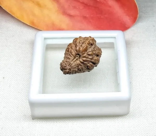 21 Mukhi Rudraksha