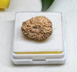 21 Mukhi Rudraksha