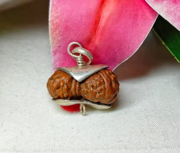 21 Mukhi Rudraksha