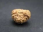 21 Mukhi Rudraksha