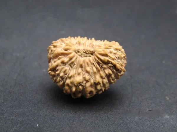 21 Mukhi Rudraksha