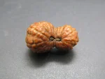 21 Mukhi Rudraksha