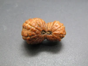 21 Mukhi Rudraksha