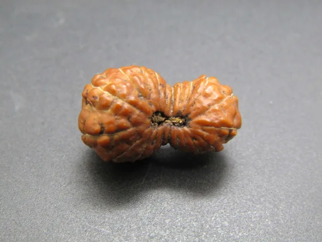 21 Mukhi Rudraksha