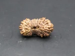 21 Mukhi Rudraksha