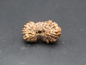 21 Mukhi Rudraksha