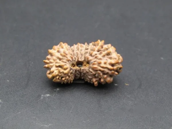 21 Mukhi Rudraksha