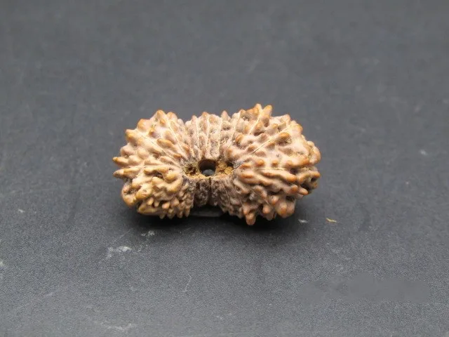 21 Mukhi Rudraksha