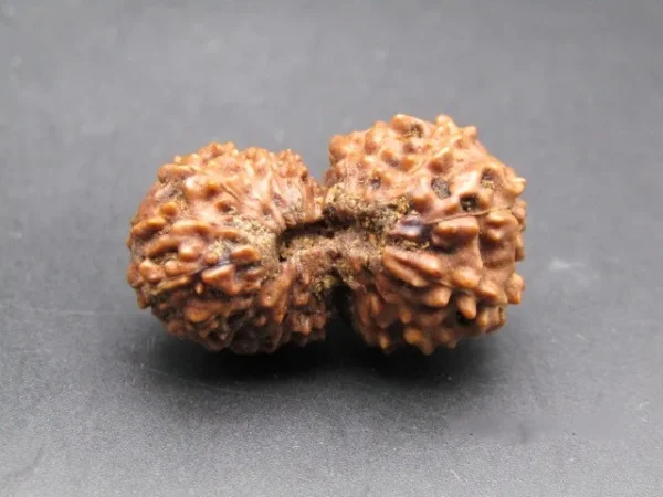 21 Mukhi Rudraksha