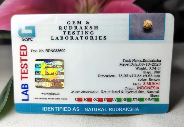 3 Mukhi Certificate