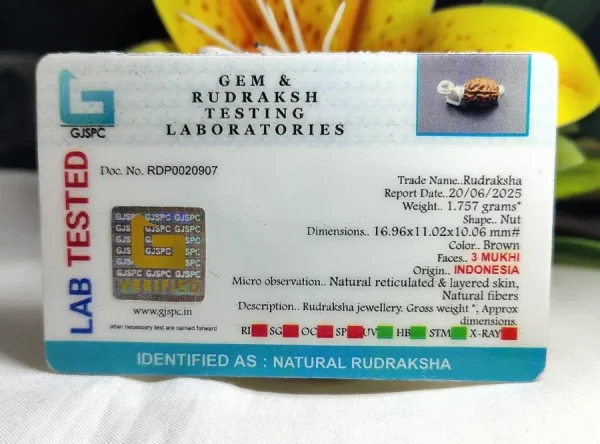 3 Mukhi Certificate