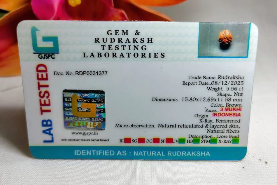 3 Mukhi Certificate