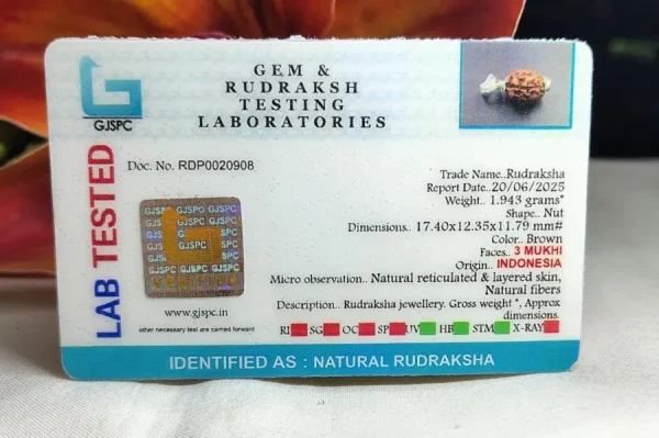 3 Mukhi Certificate