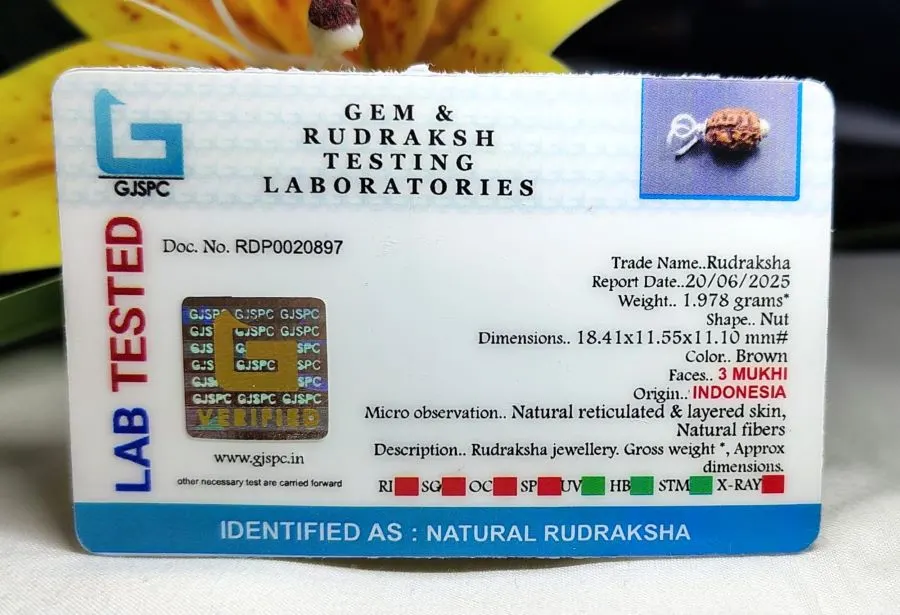 3 Mukhi Certificate