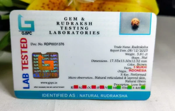 3 Mukhi Certificate