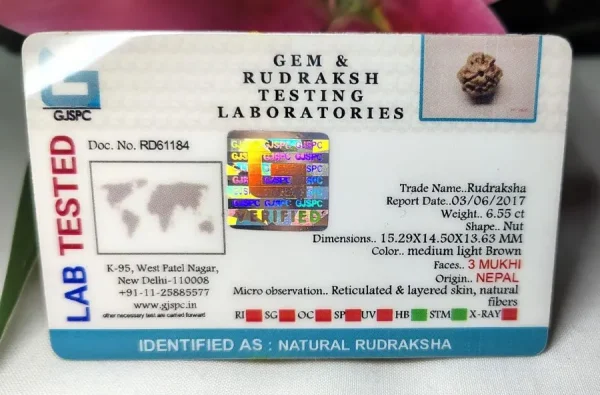 3 Mukhi Certificate