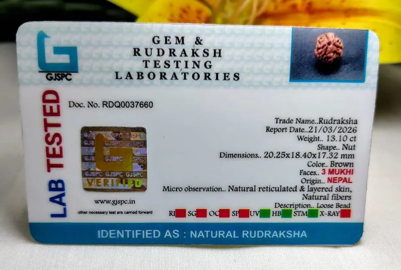 3 Mukhi Certificate