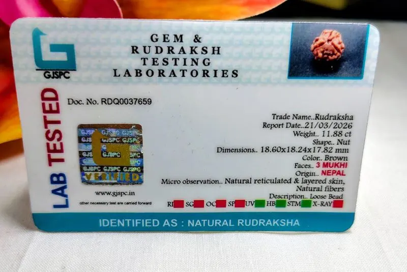 3 Mukhi Certificate