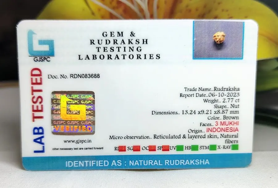 3 Mukhi Certificate