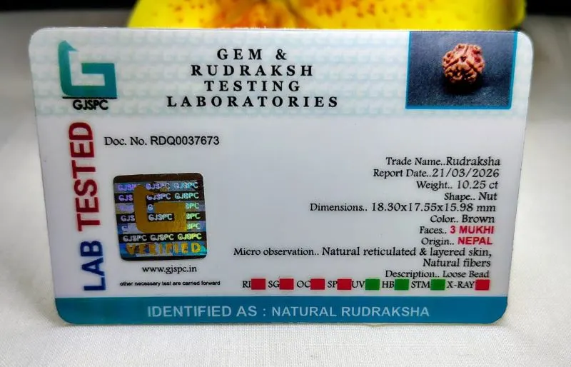 3 Mukhi Certificate