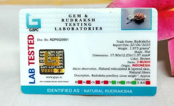 3 Mukhi Certificate