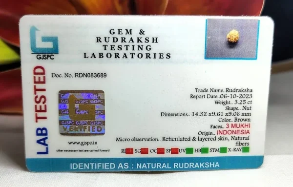 3 Mukhi Certificate