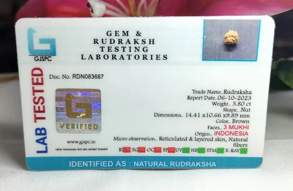 3 Mukhi Certificate